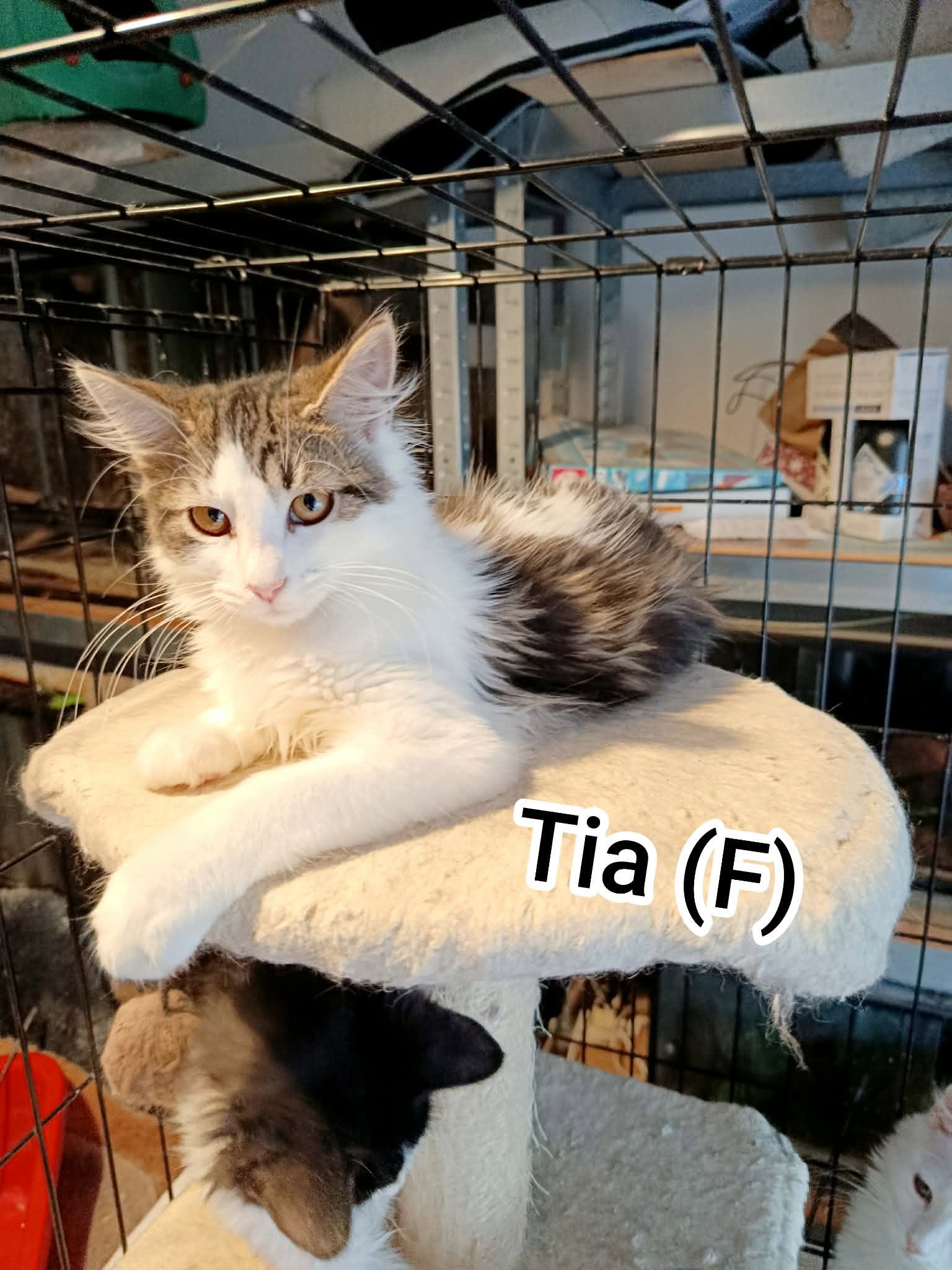 Tia