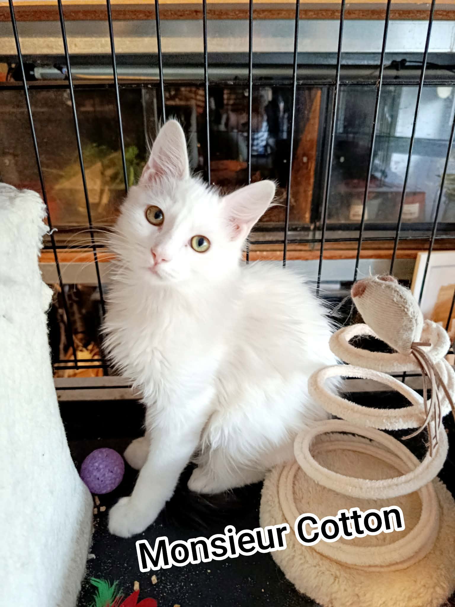 Mr Cotton