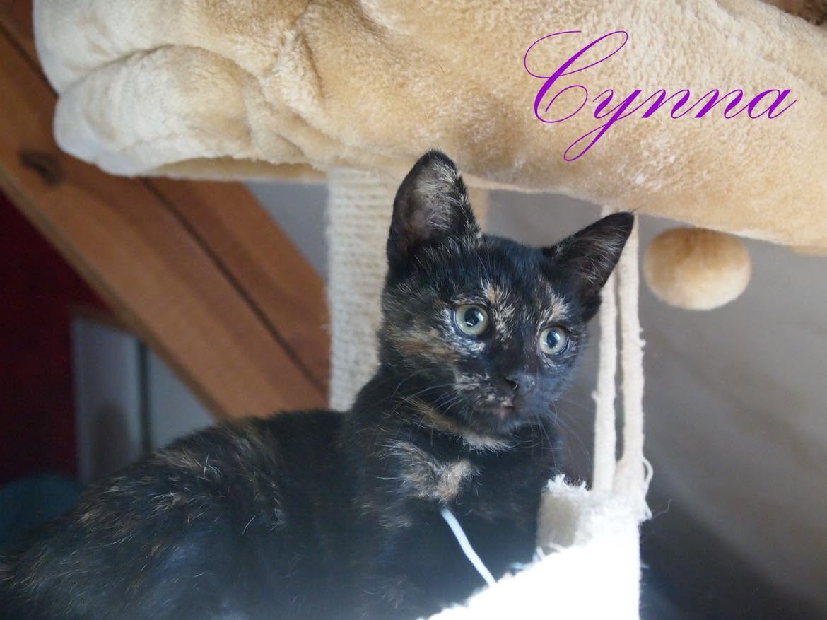 Cinna