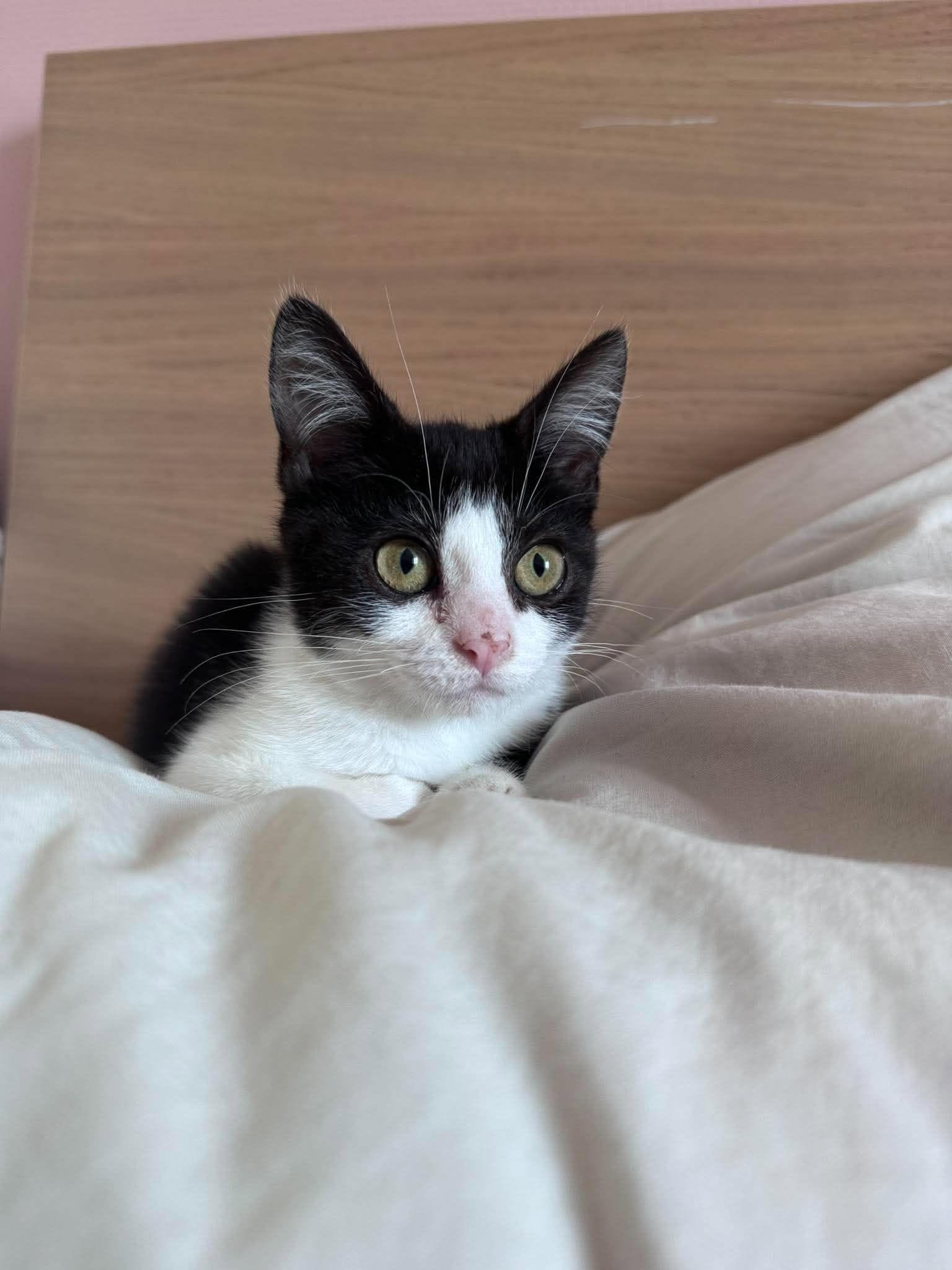 Alba