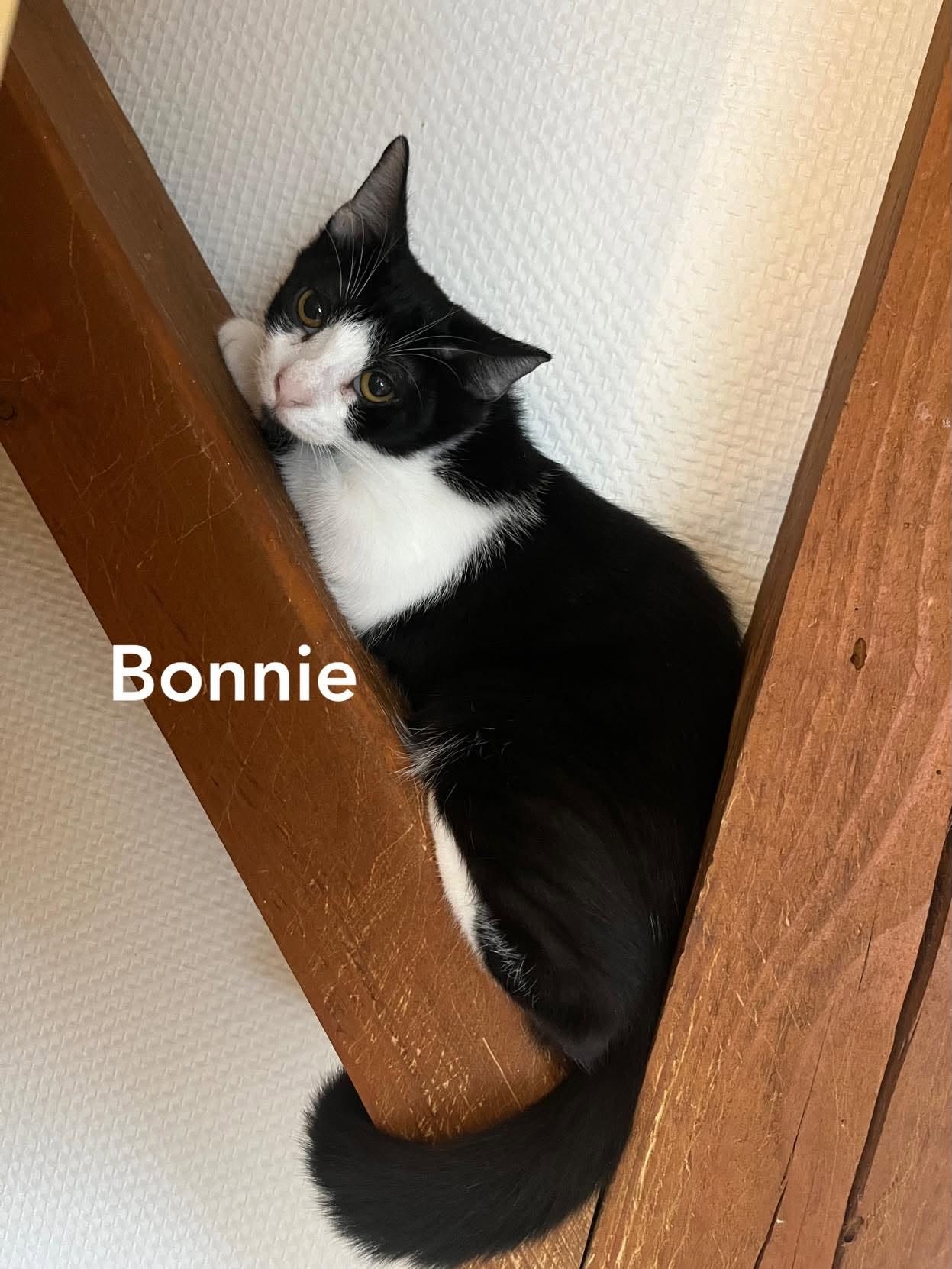 Bonnie 2