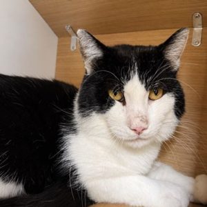 FIV+! Adar – Mâle, né le 01/09/2023
