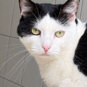 Pucci – Femelle, née le 01/05/21 – Adoption duo avec Timon