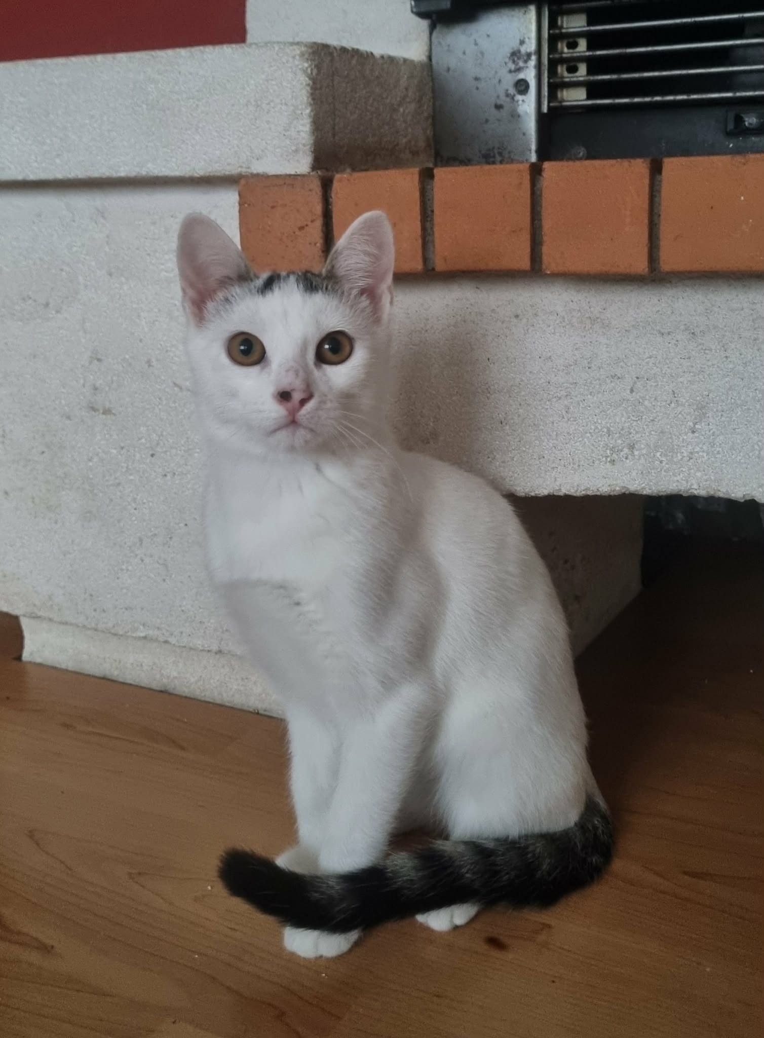 Kumo