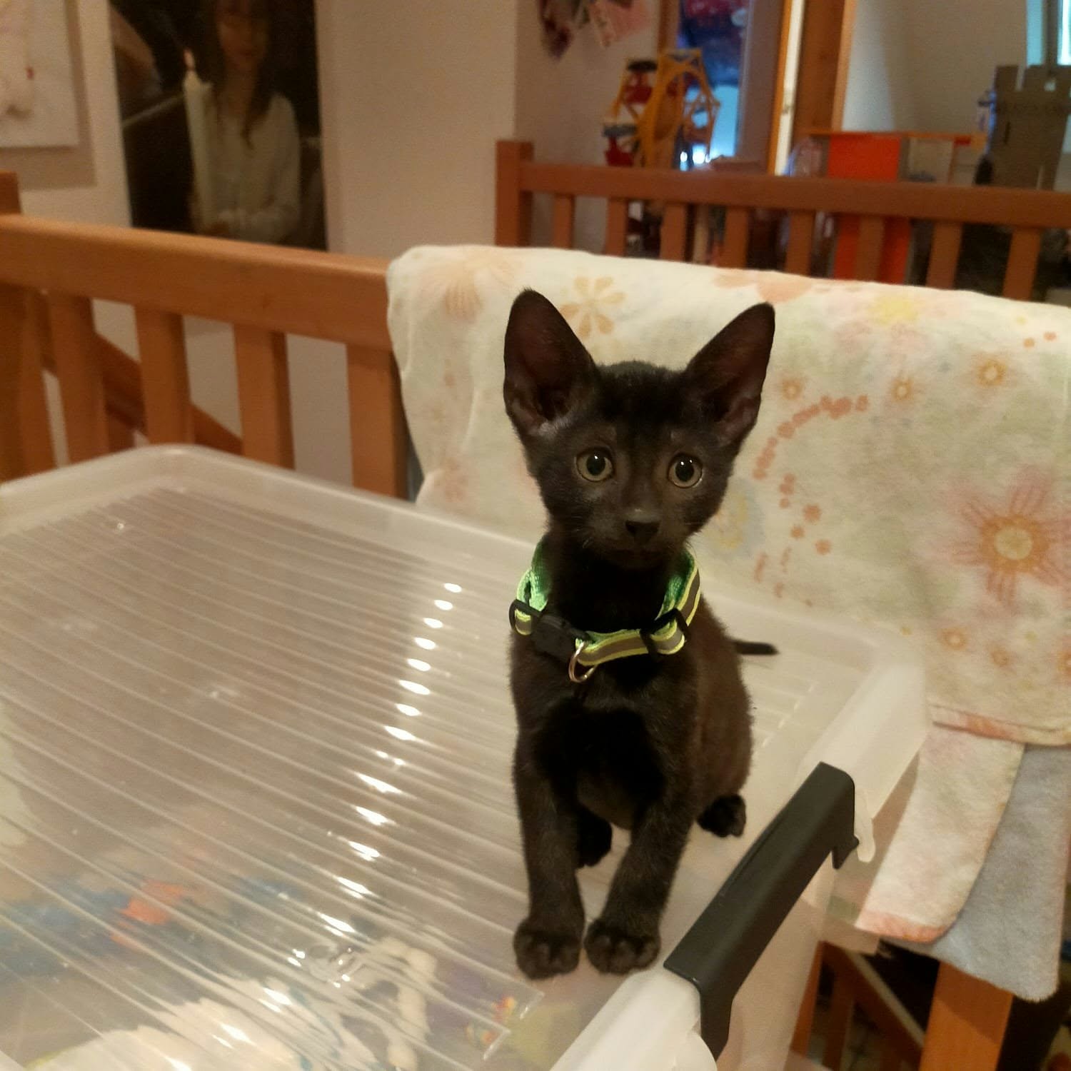 Loki