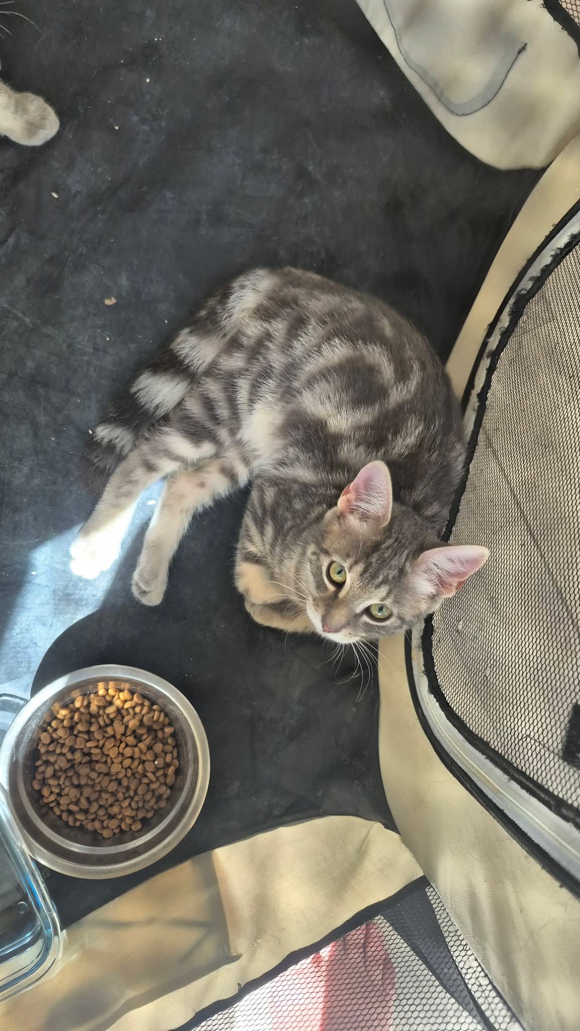 Nala