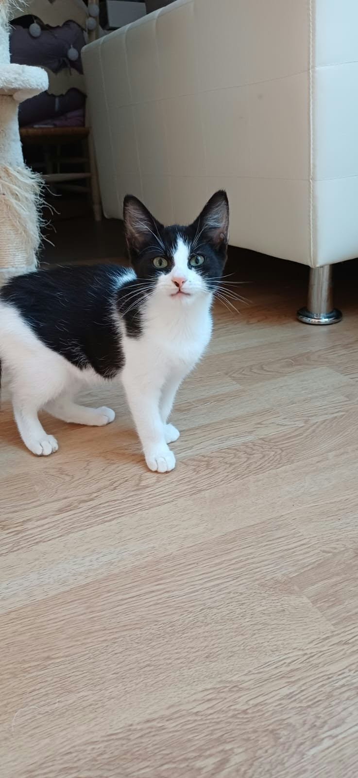 Zoé