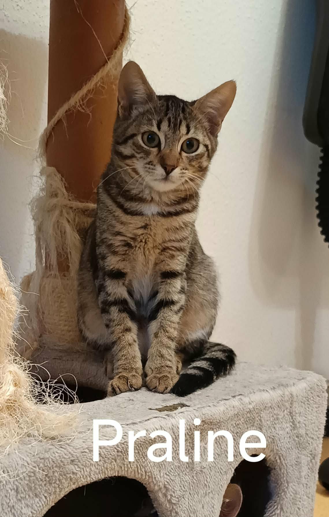 Praline