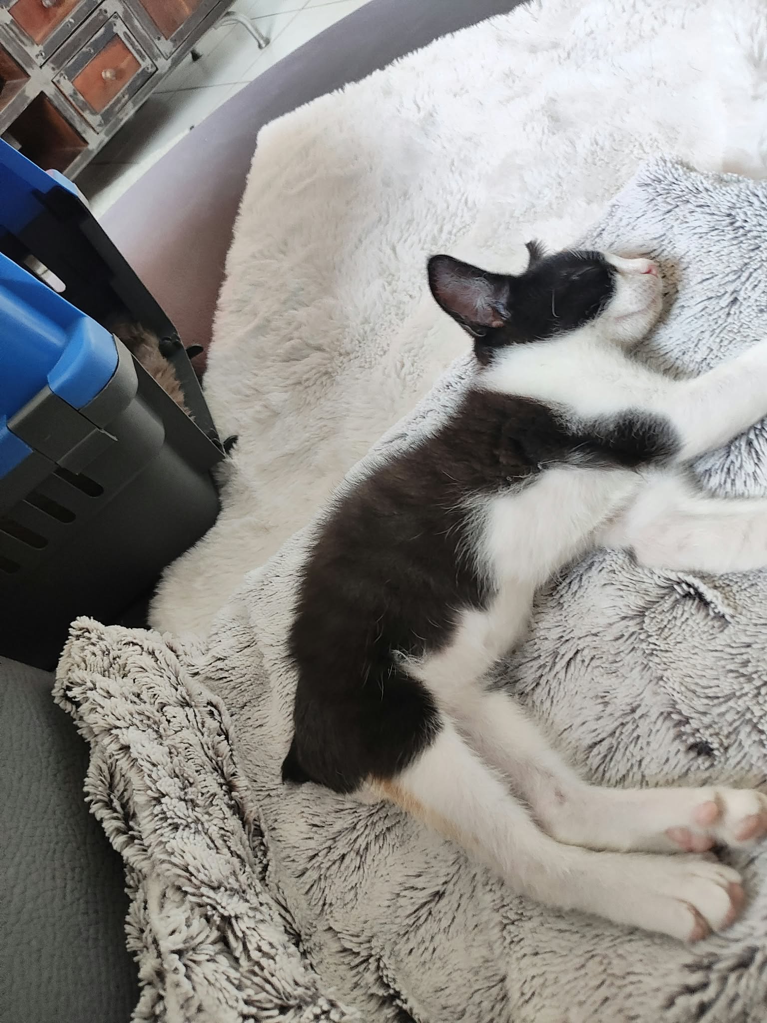Black Panther (dit Boubou)