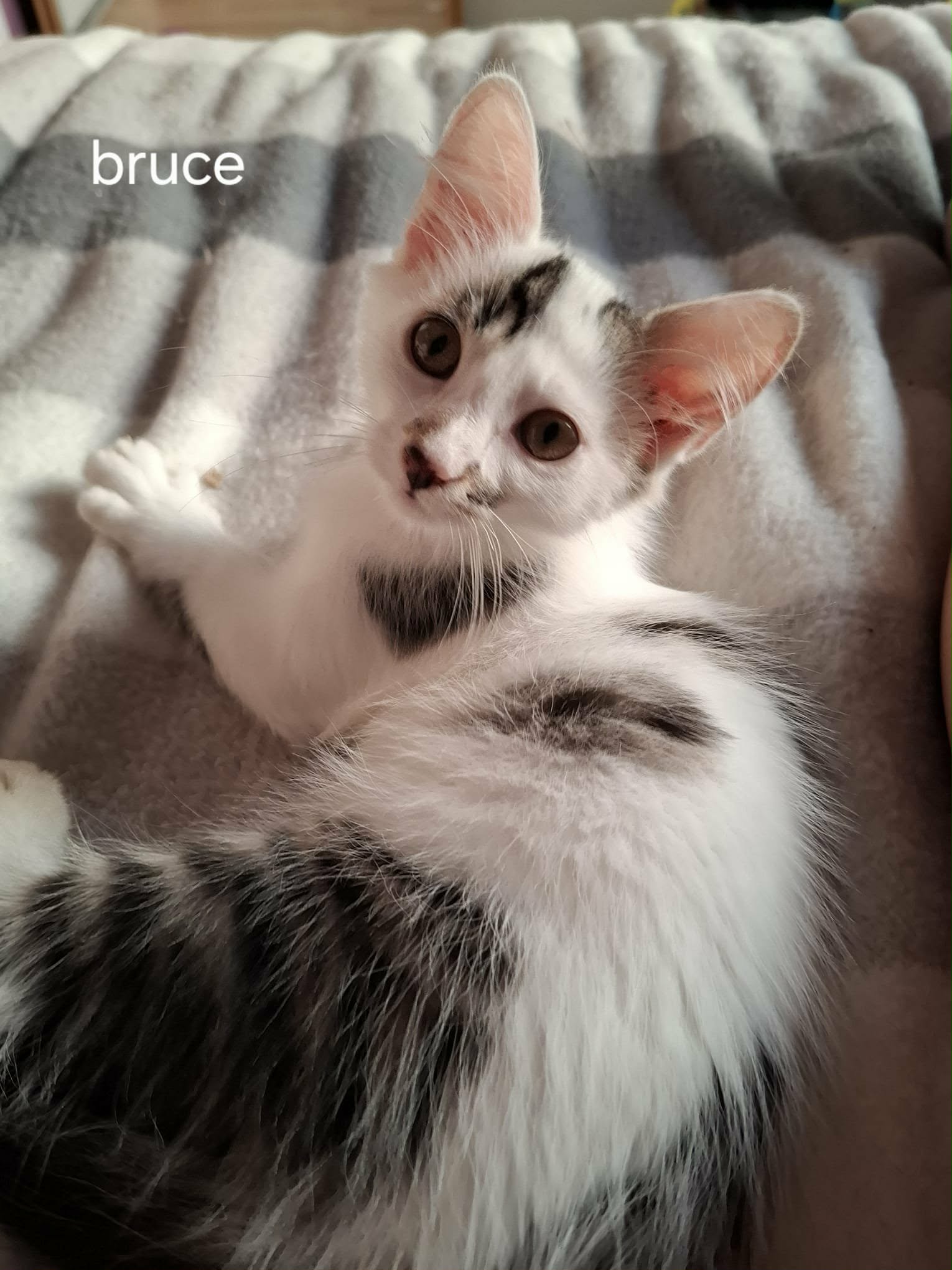 Bruce