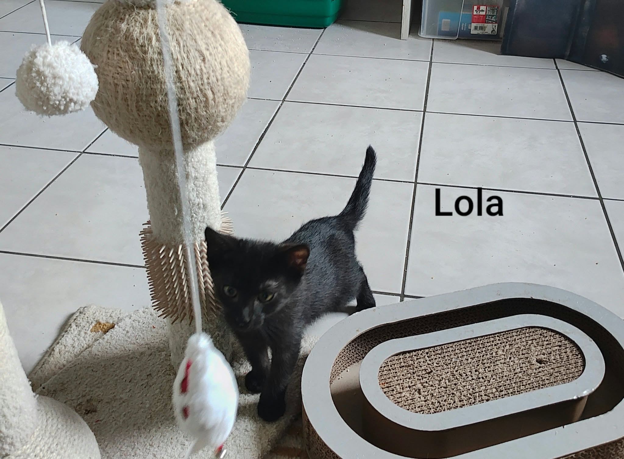 Lola