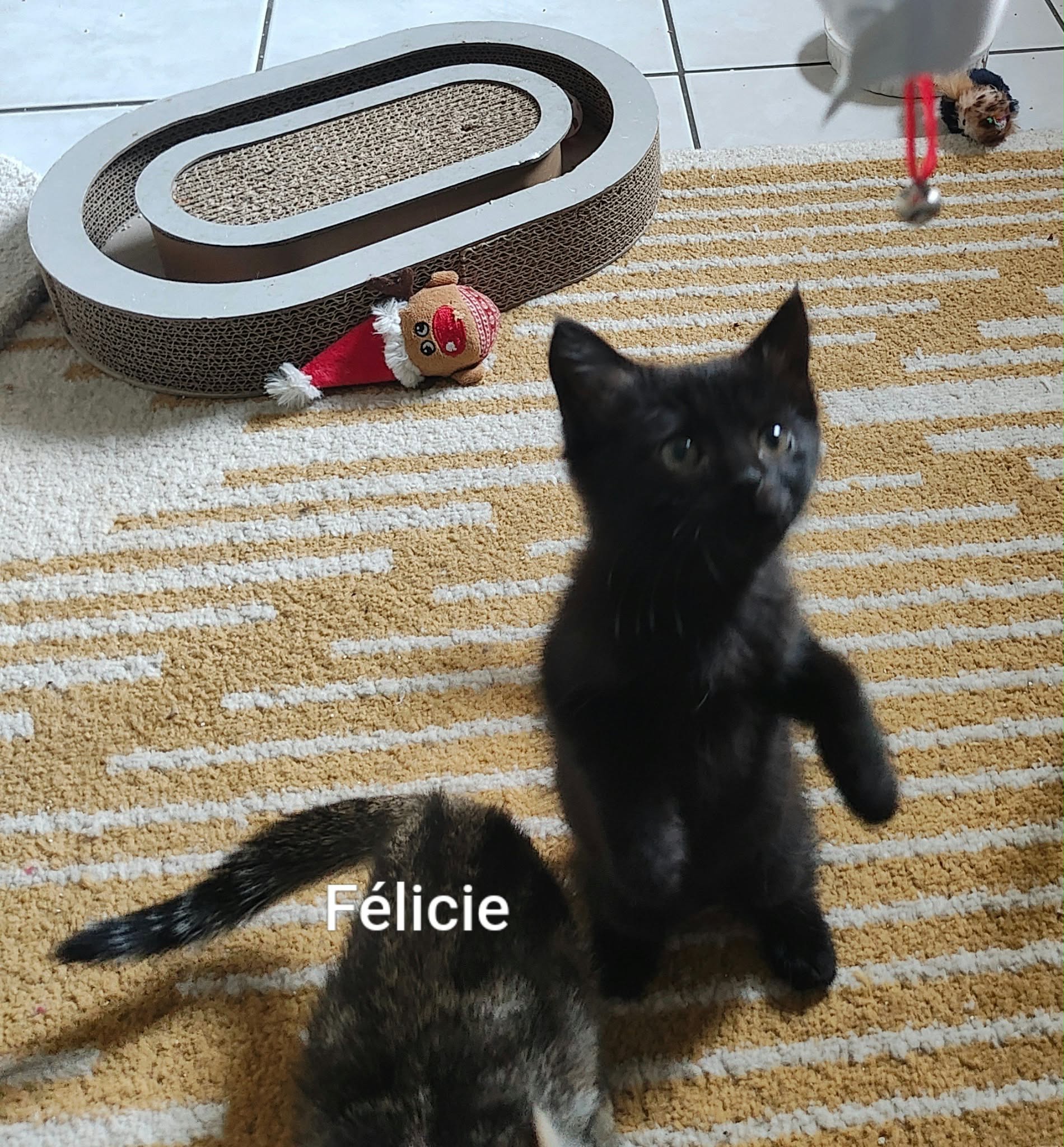 Félicie