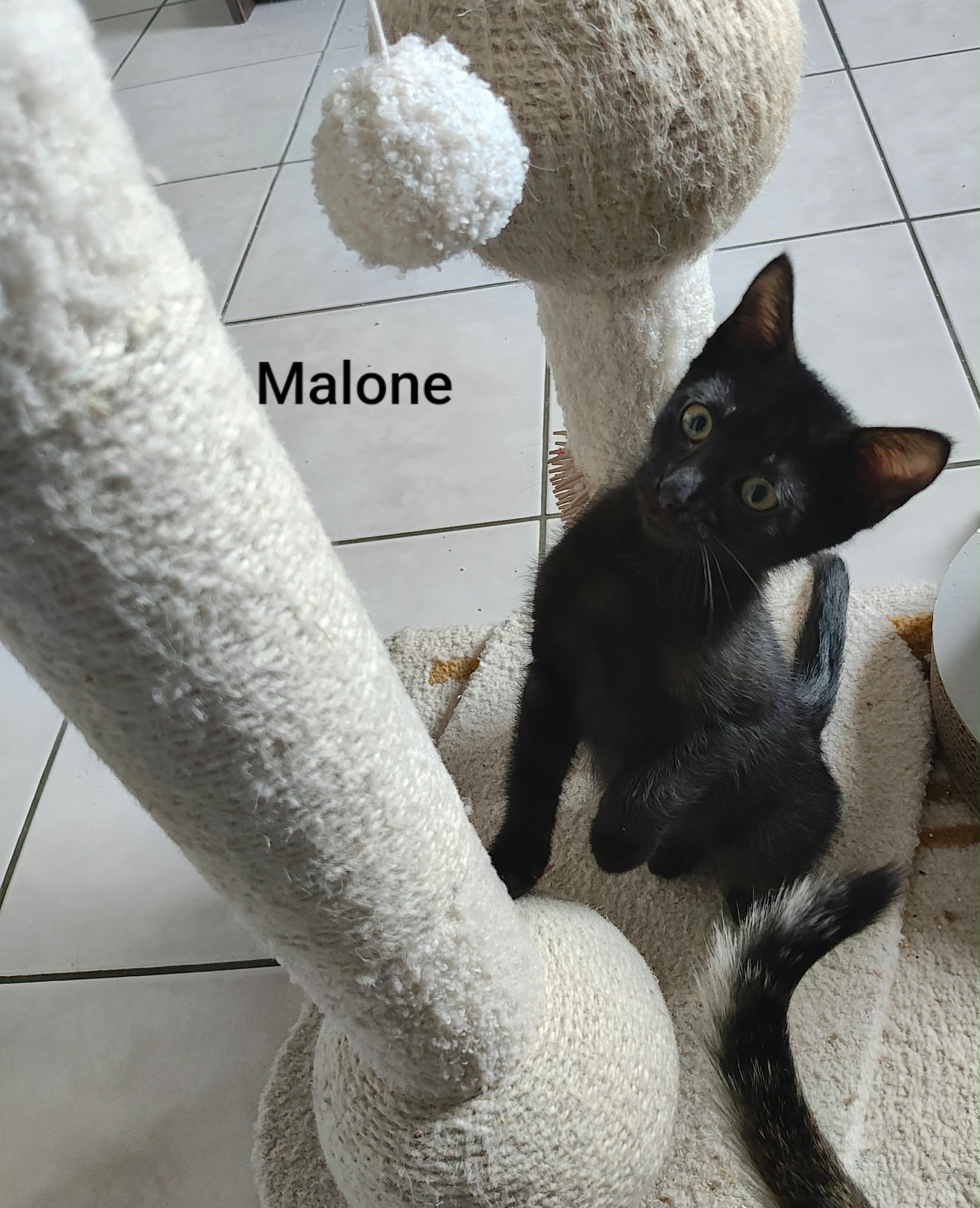 Malone