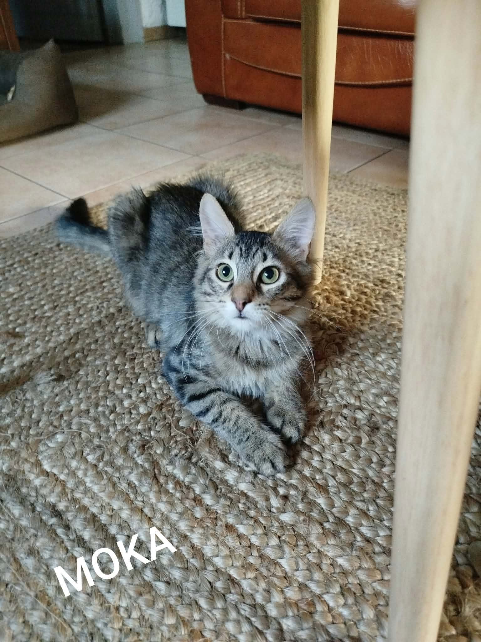 Moka