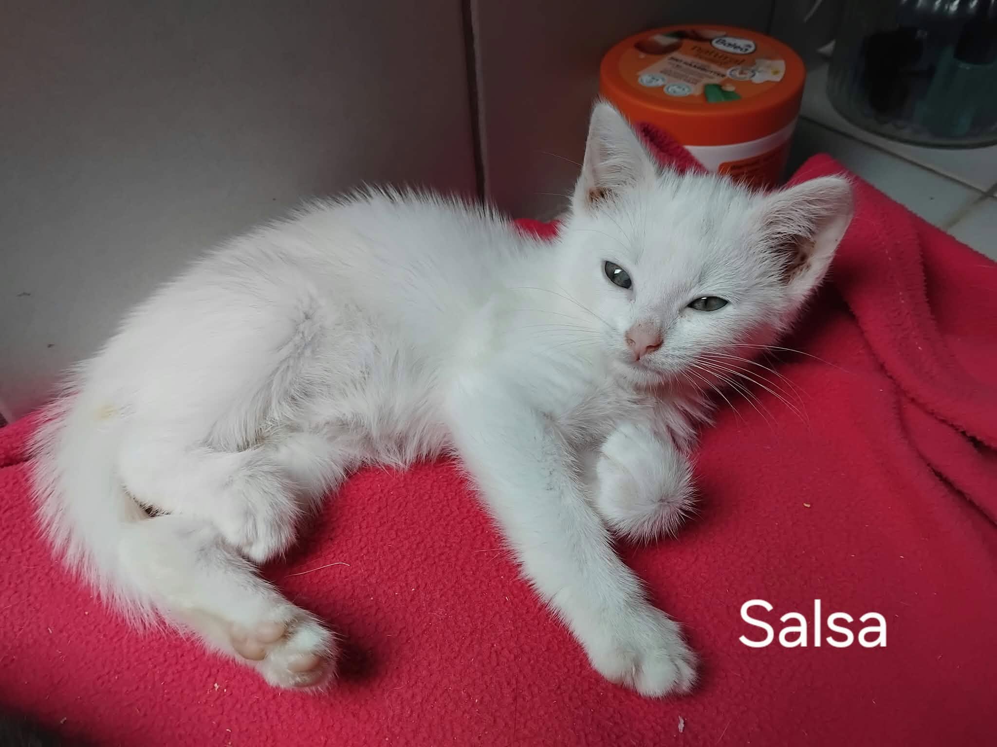 Salsa