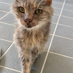 !SOS Senior, problème thyroïde! Tala, femelle d&rsquo;environ 15 ans