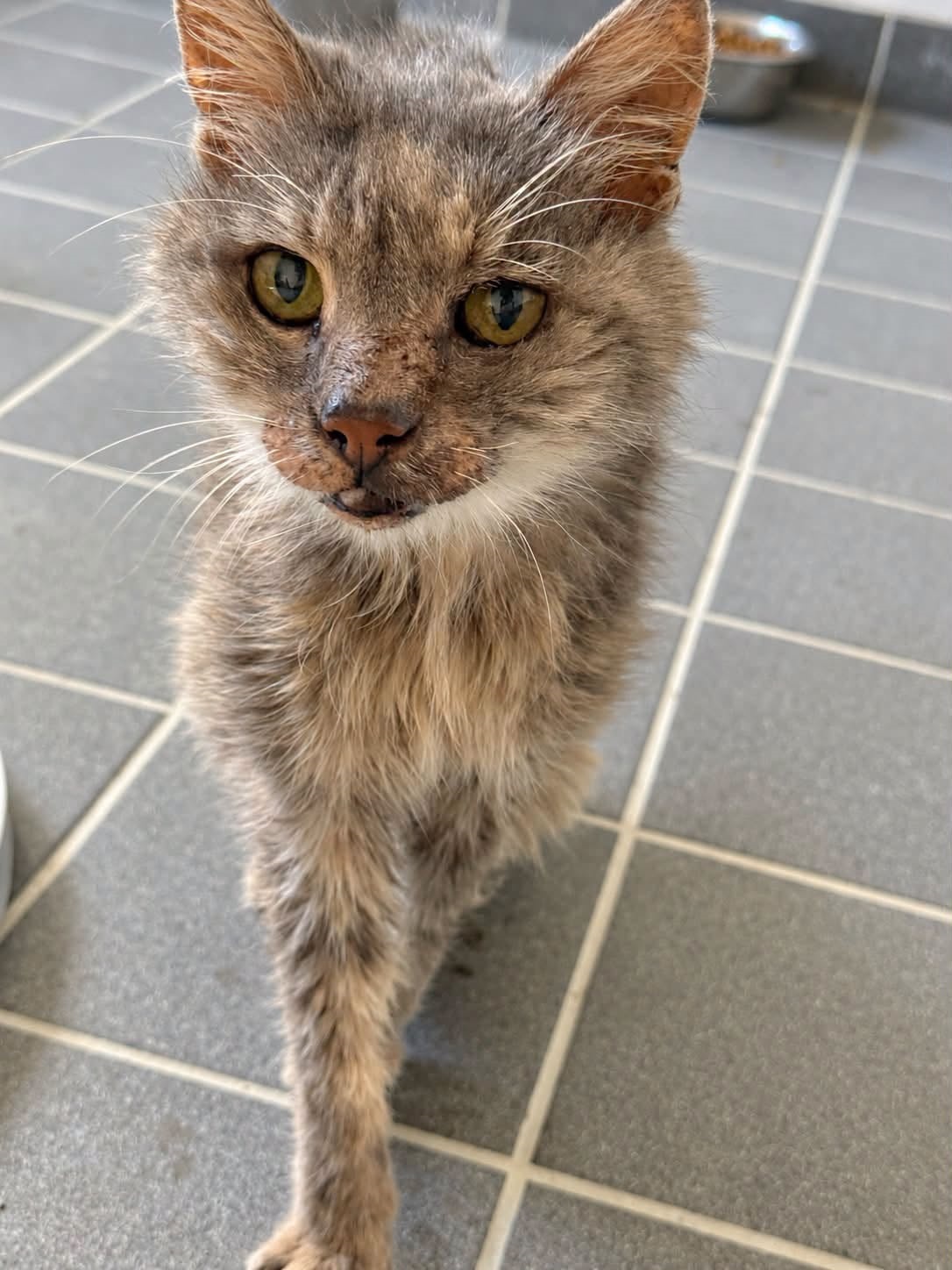 !SOS Senior, problème thyroïde! Tala, femelle d&rsquo;environ 15 ans