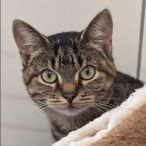 Chouquette – Femelle, née le 01/03/25
