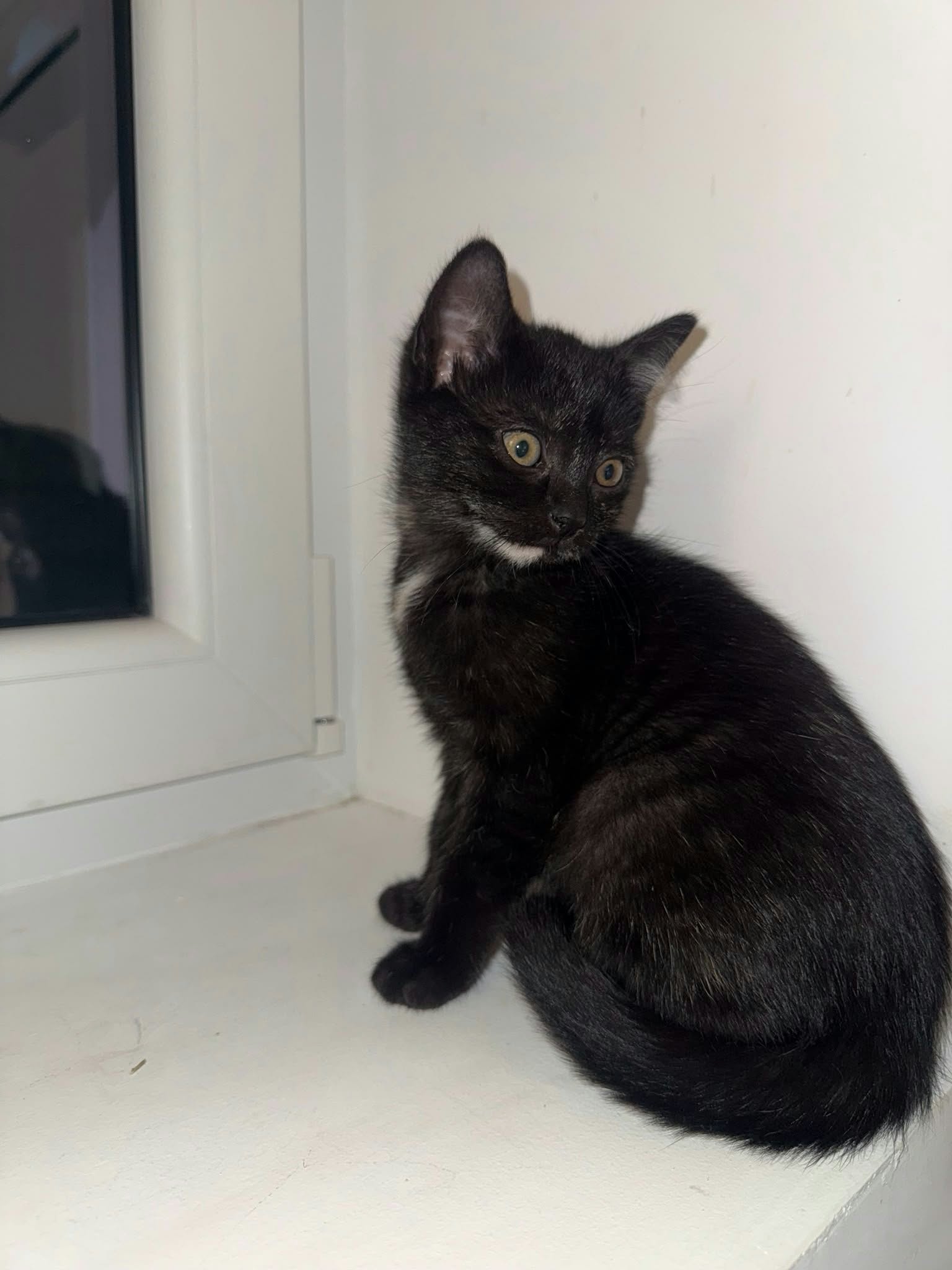 Nova