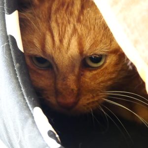 Fanta – Mâle, né le 01/04/2019