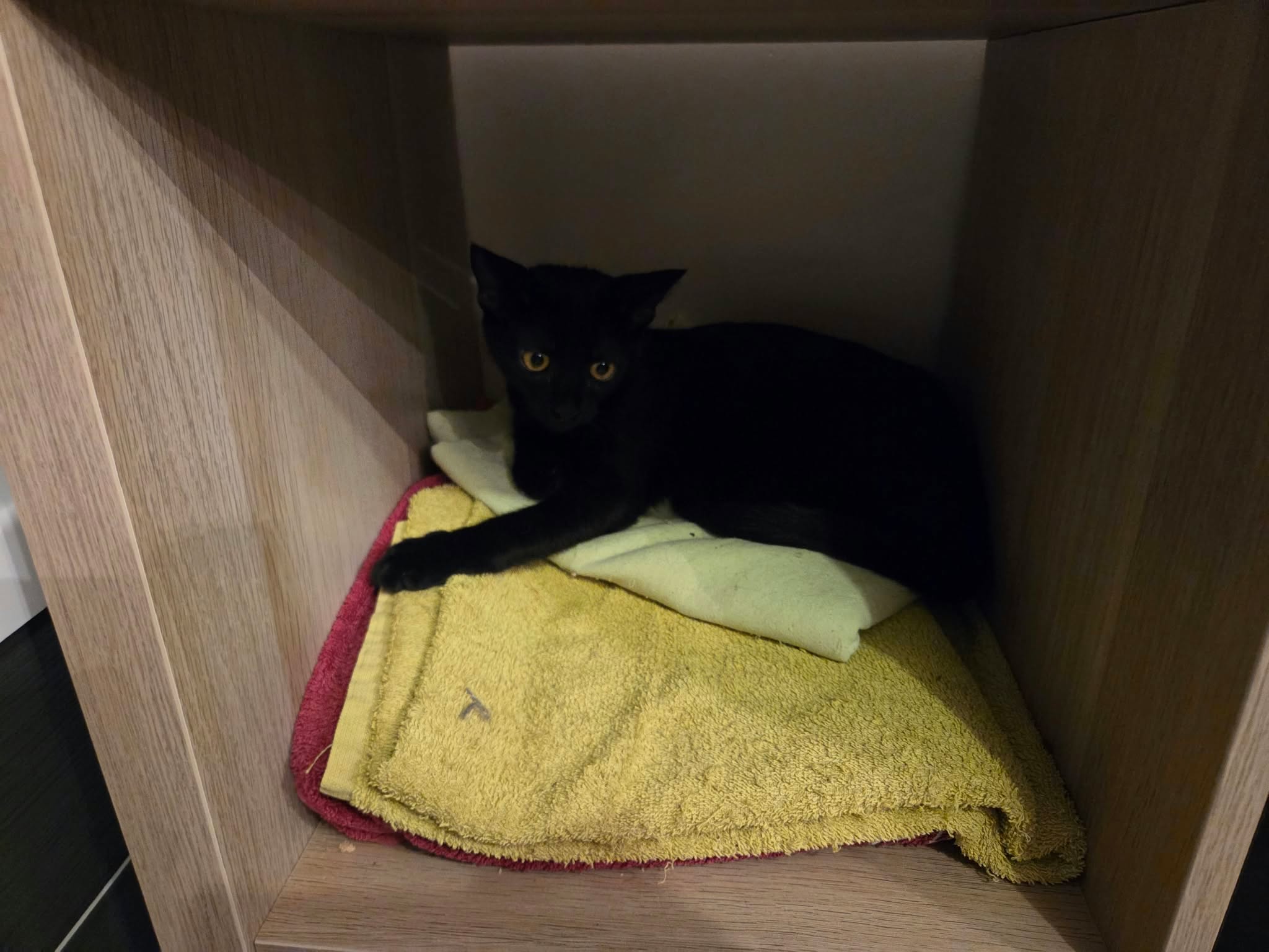 Perle
