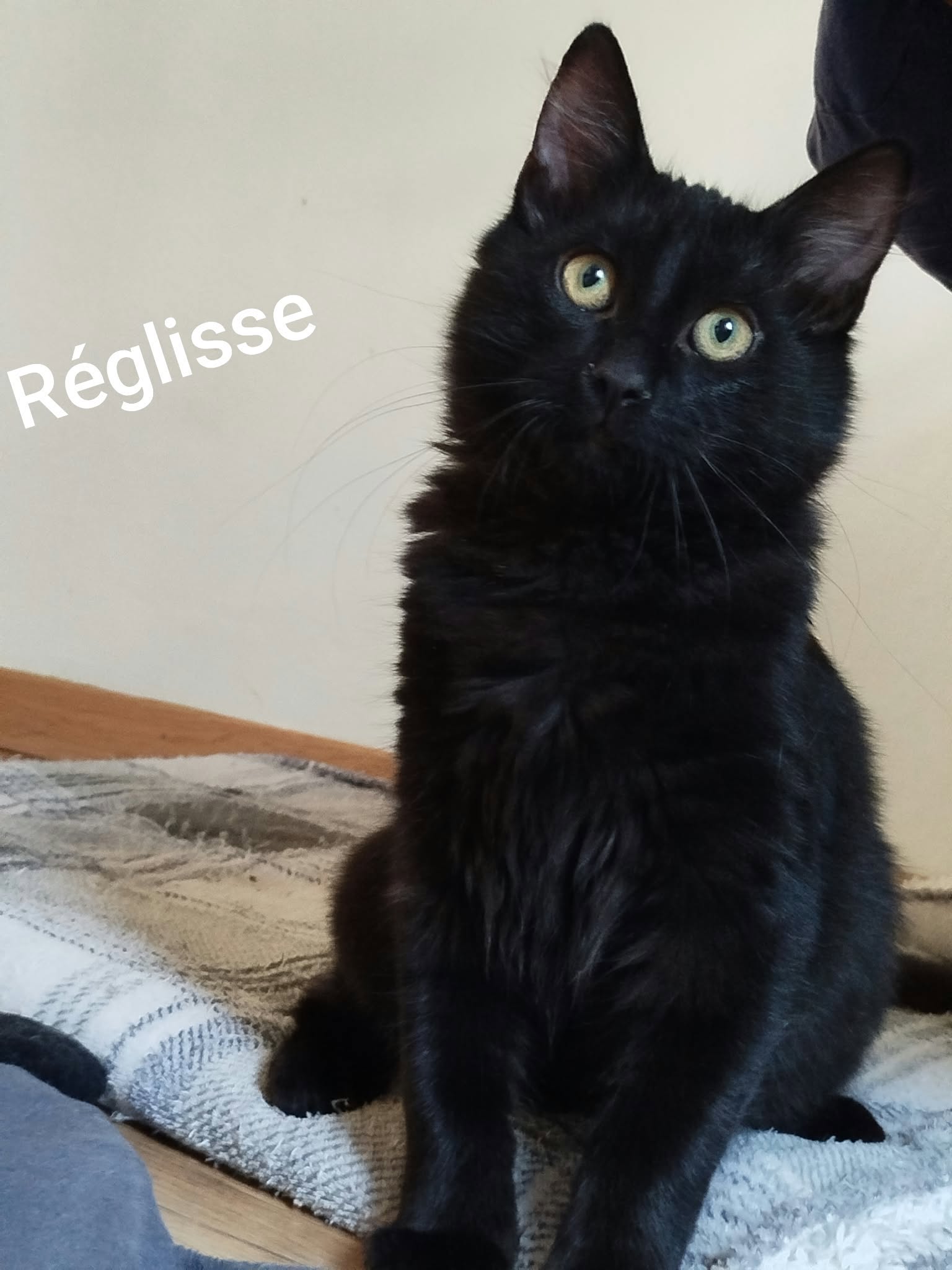 Reglisse