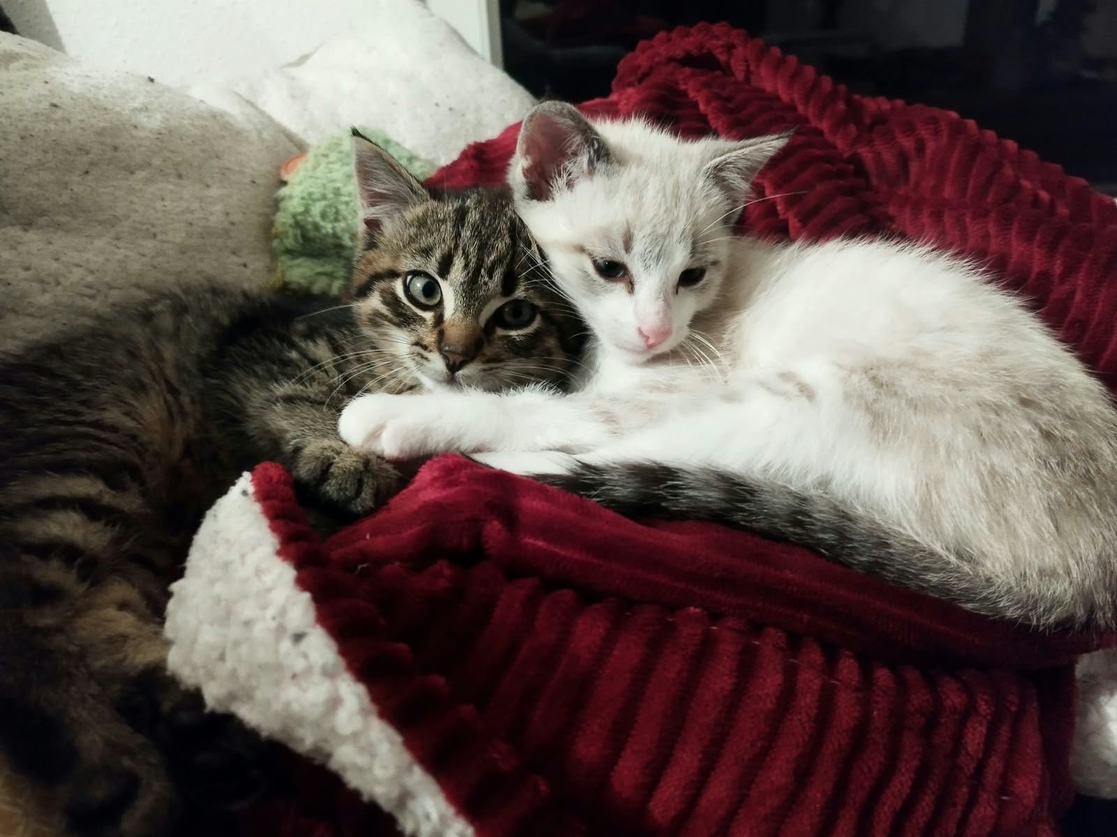Toulio et Miguel