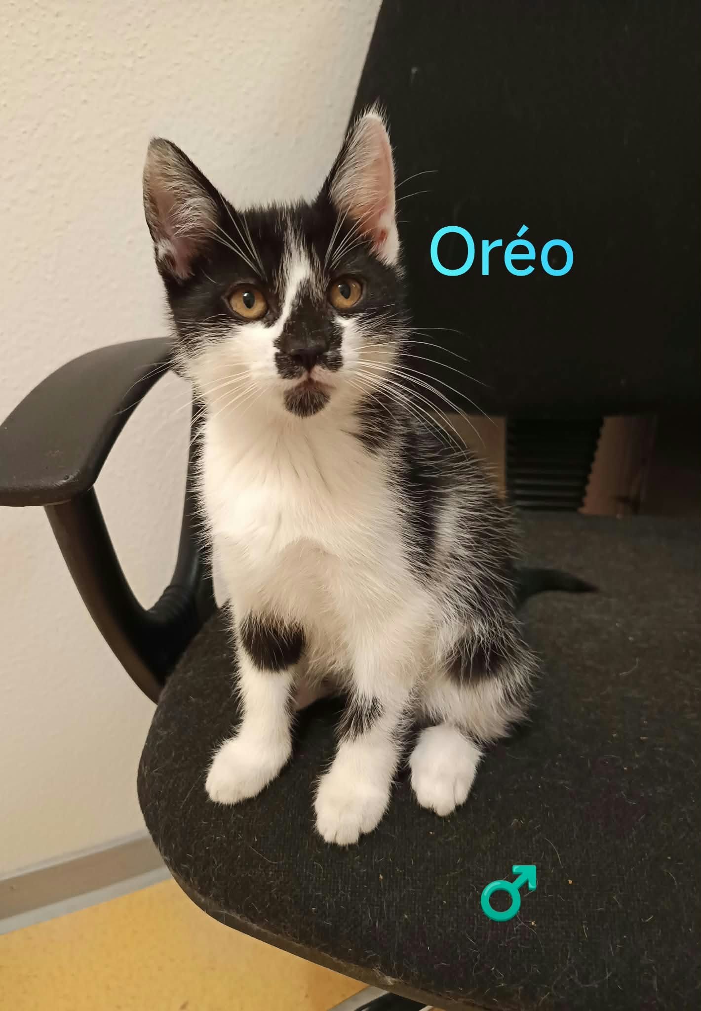 Oréo