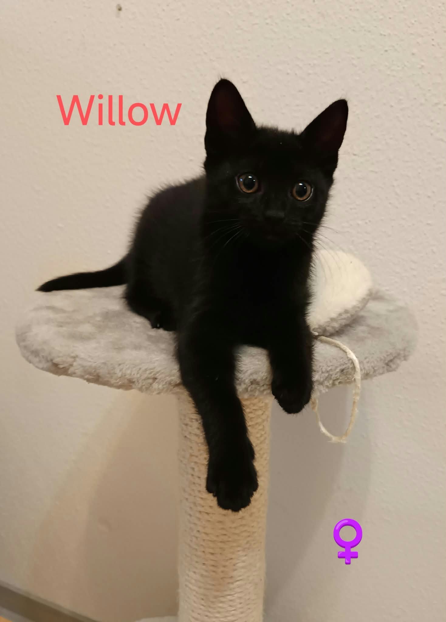 Willow