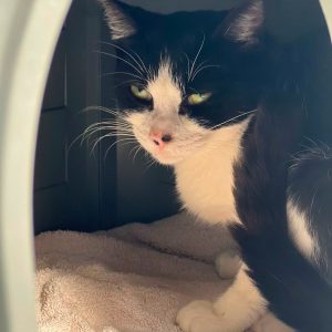 Cleo – Femelle, née le 01/10/2024