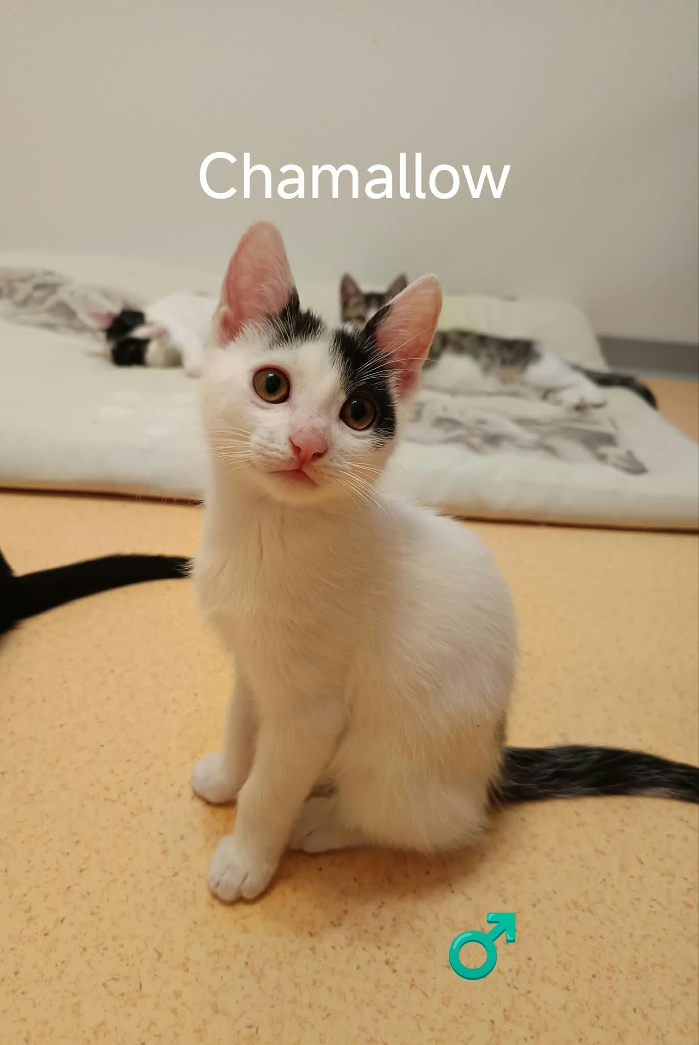 Chamallow