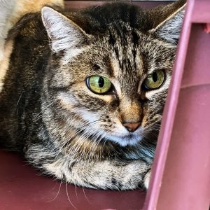 Lady – Femelle, née le 01/10/2022