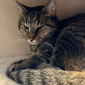 Pepito – Mâle, né le 01/10/2021
