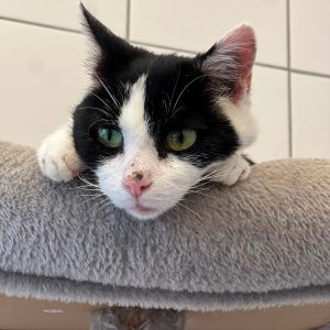 !SOS FIV+! Seko – Femelle, née le 01/11/2016
